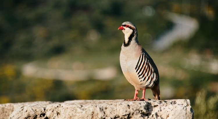 Cómo ha ido evolucionando la caza de la perdiz con reclamo? - Blog Caza  Chiruca