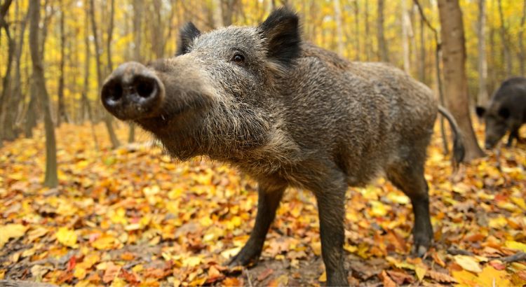 ¿Qué es la caza a rececho y cómo se practica? Conpactum
