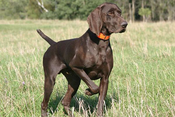 Braco Alemán perro de caza