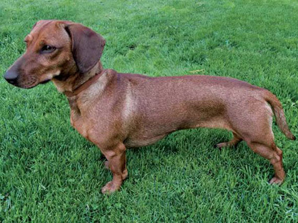 Daschund perro de caza