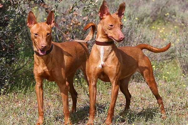 Podenco Andaluz