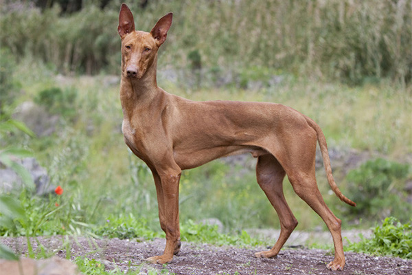 Podenco Canario