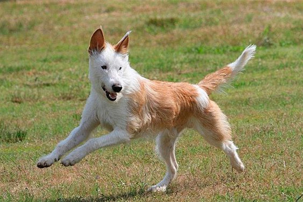 Podenco Portugues